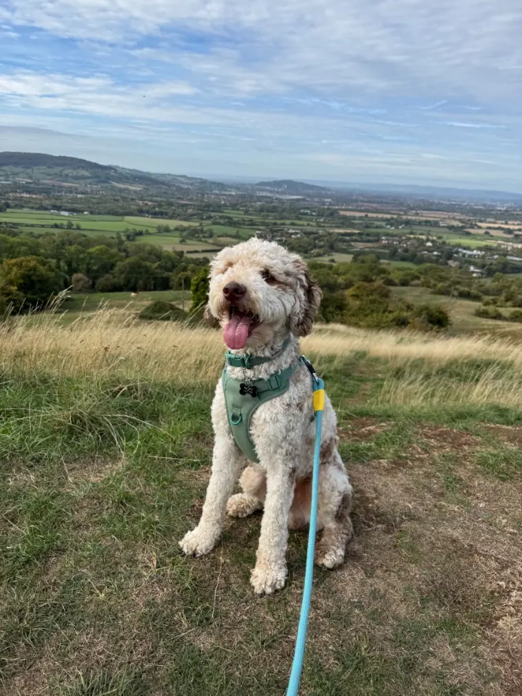 Doodle sitting on a Cotswold hilltop with the Severn Vale behind