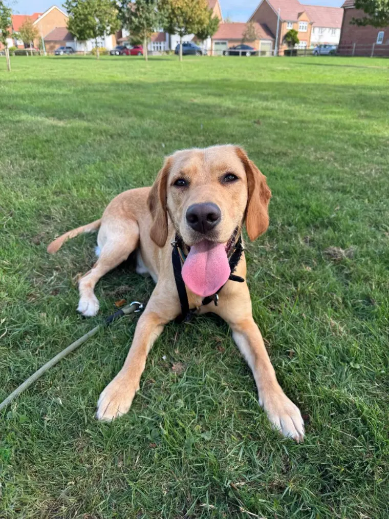 Labrador lying on the grass in a Gloucester park with its tongue out