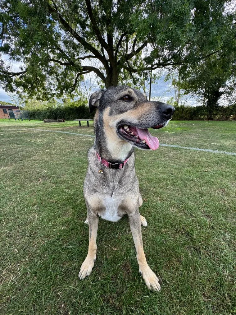 Shepherd cross sitting under a tree in a Gloucester park
