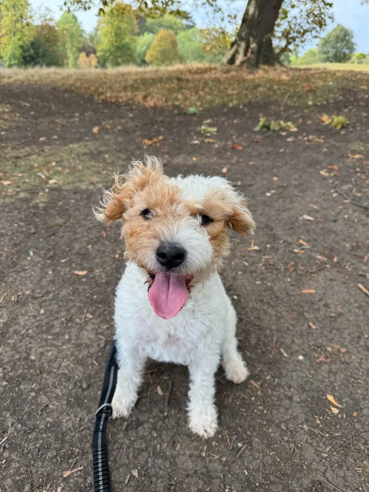 Wire-haired terrier sitting on a woodland path during a dog walk