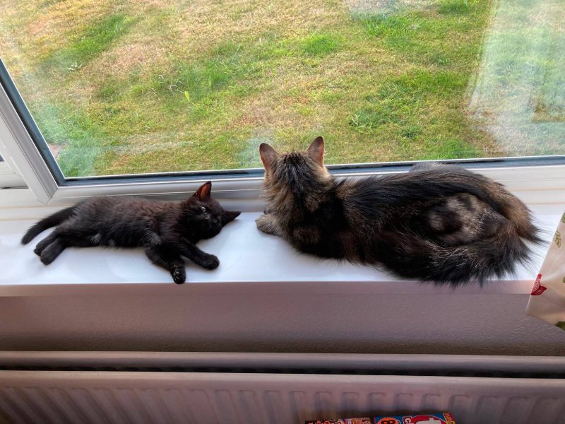 Two cats resting on a sunny windowsill during a pet drop-in visit in Gloucester