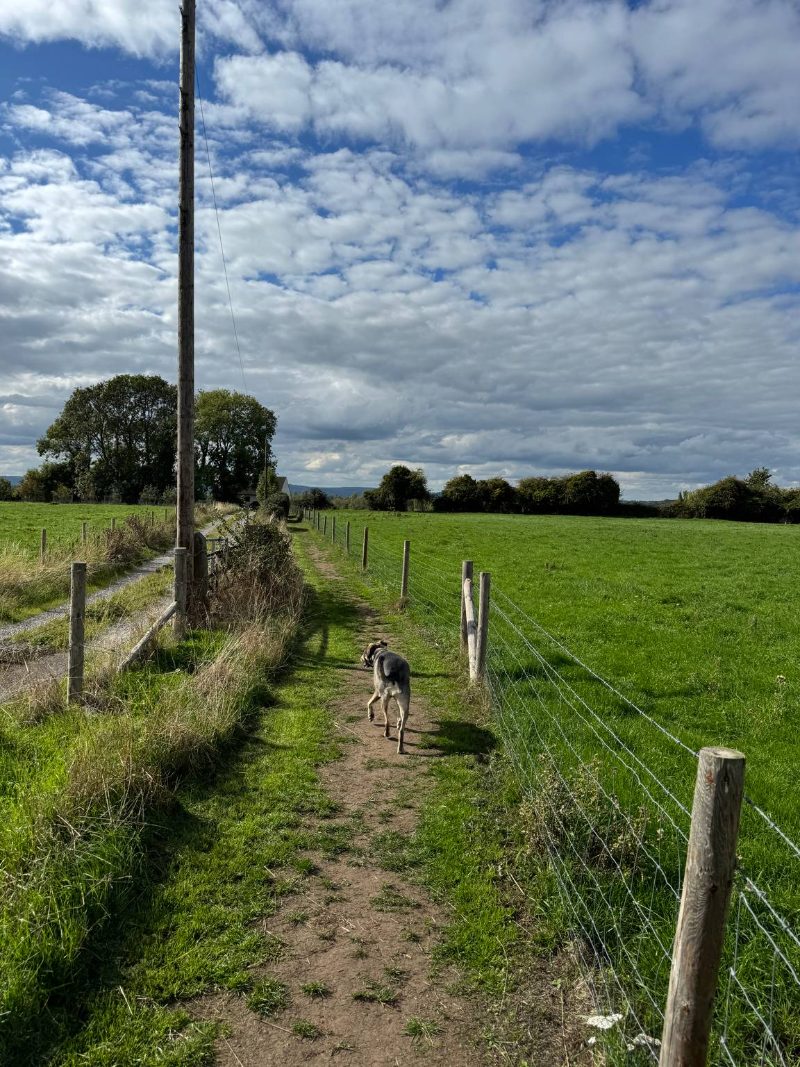 Dog on a countryside footpath between fields on a small group dog walk in Gloucestershire
