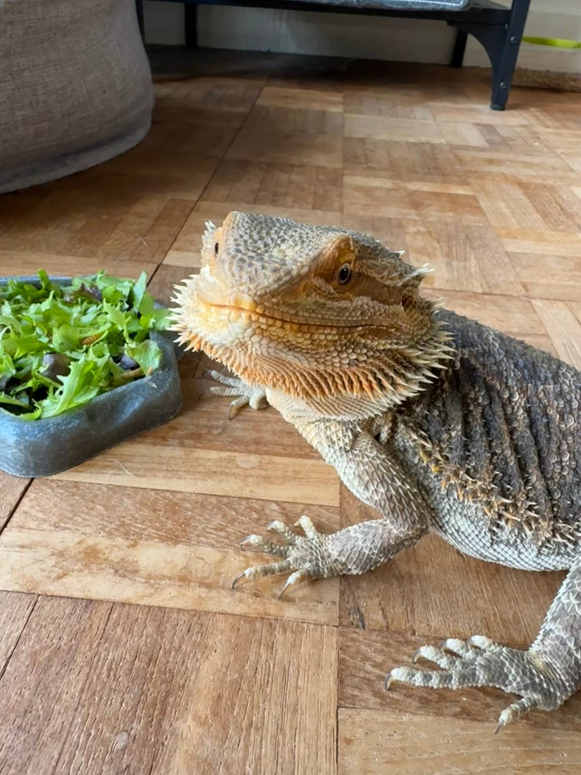 Bearded dragon next to a bowl of fresh salad