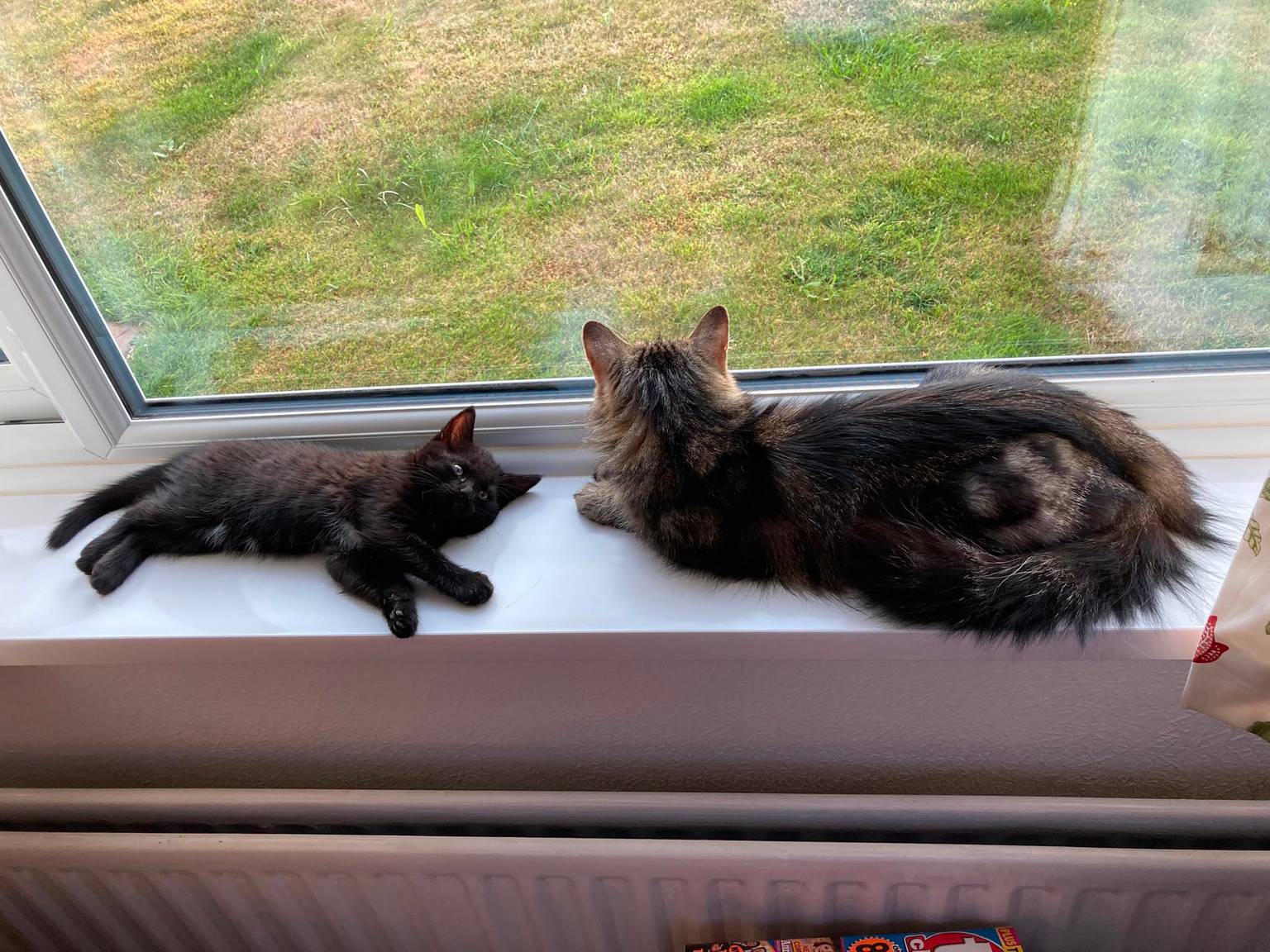 Two cats resting on a sunny windowsill during a pet drop-in visit in Gloucester