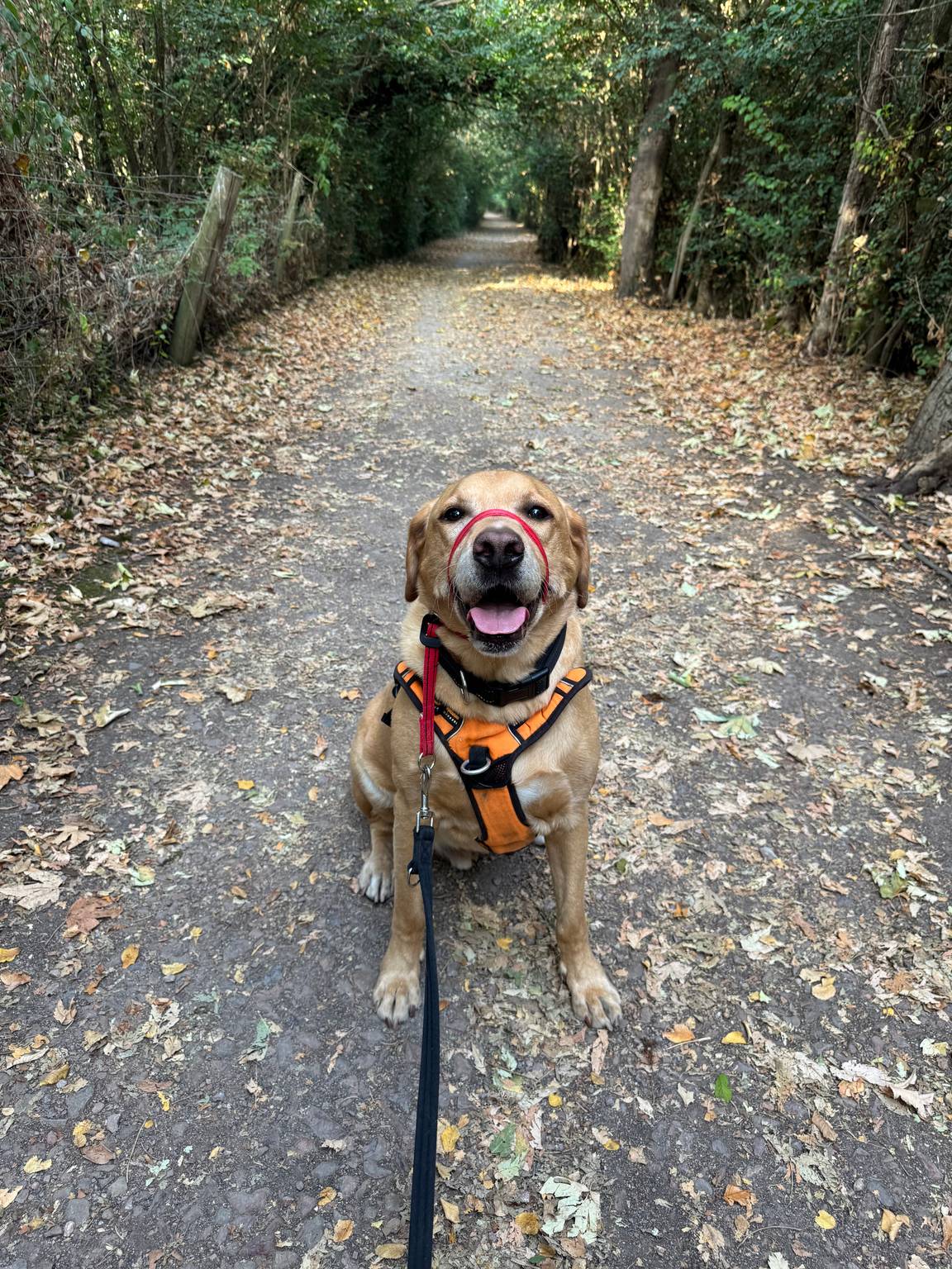 Labrador on a quiet woodland path during a solo dog walk near Gloucester