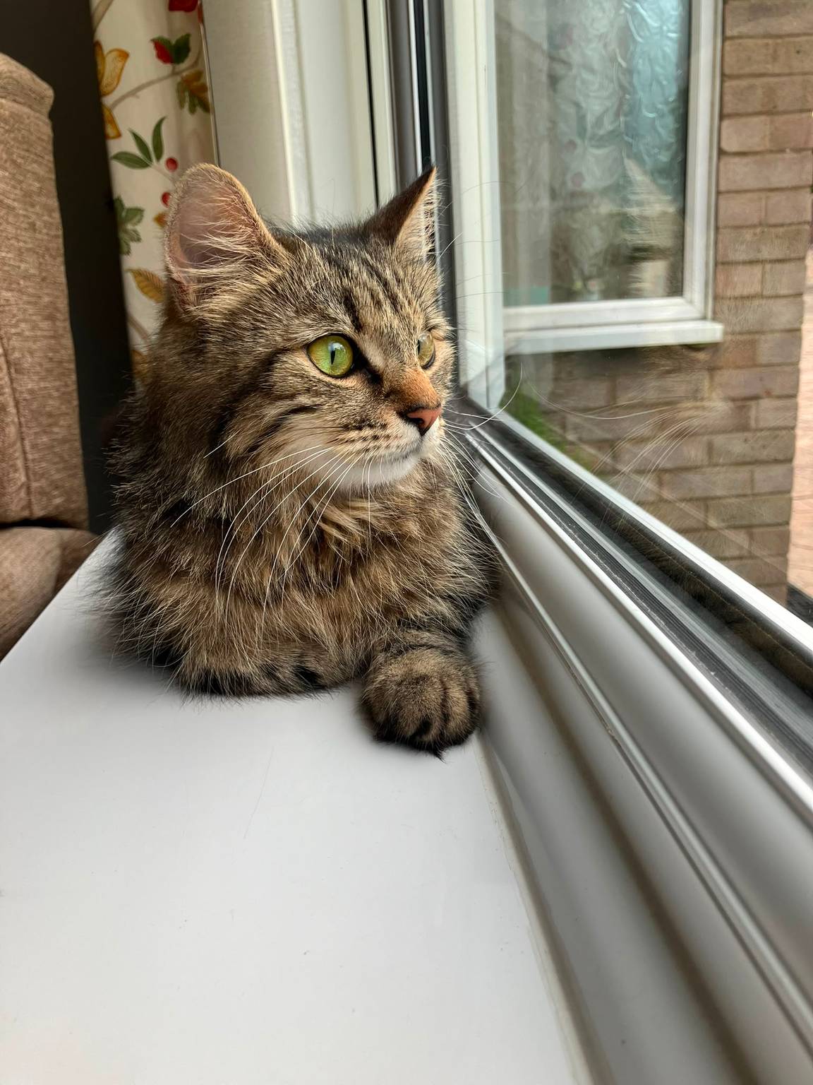 Tabby cat resting on a windowsill during a pet drop-in visit in Gloucester