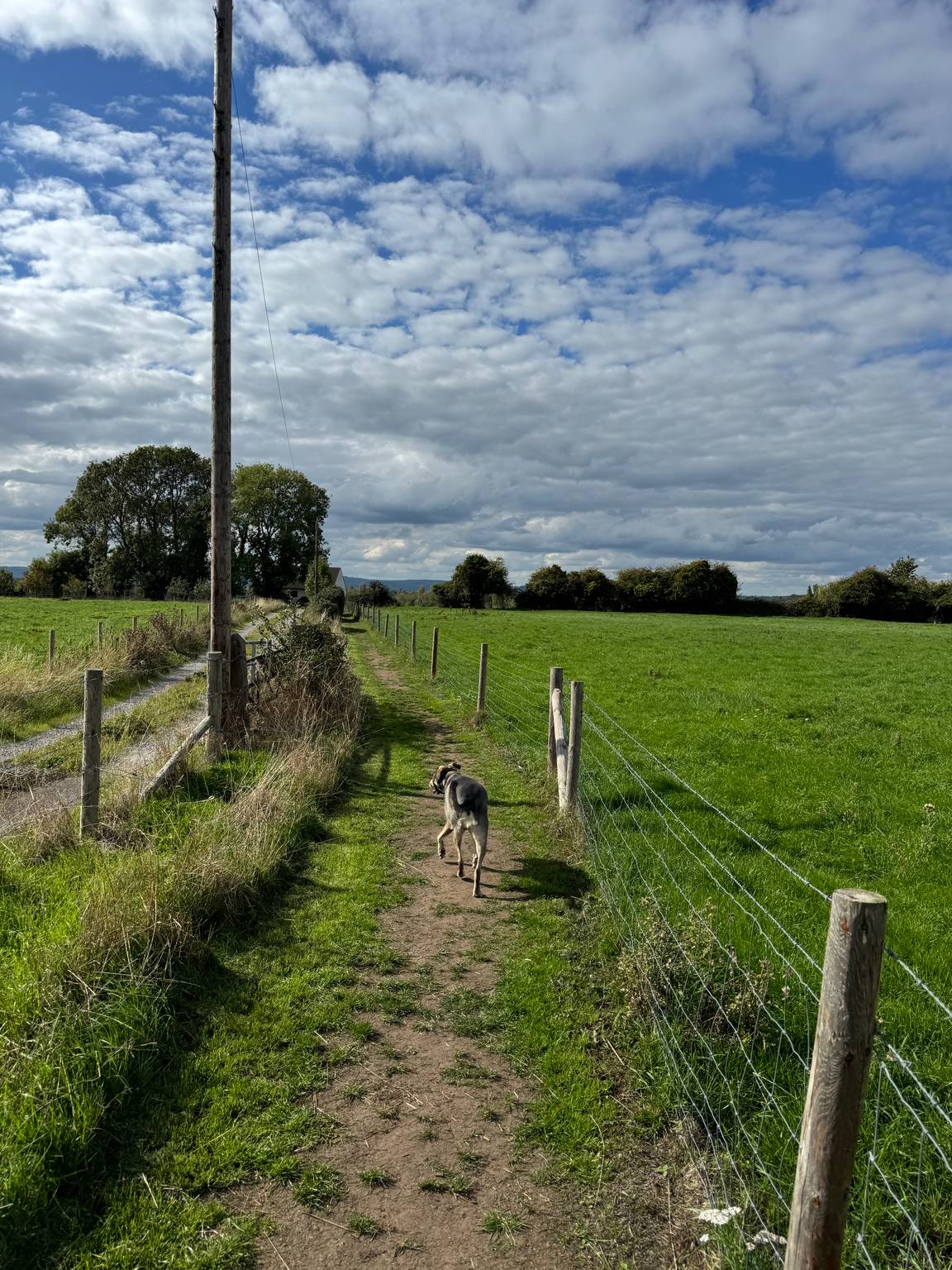 Dog on a countryside footpath between fields on a small group dog walk in Gloucestershire