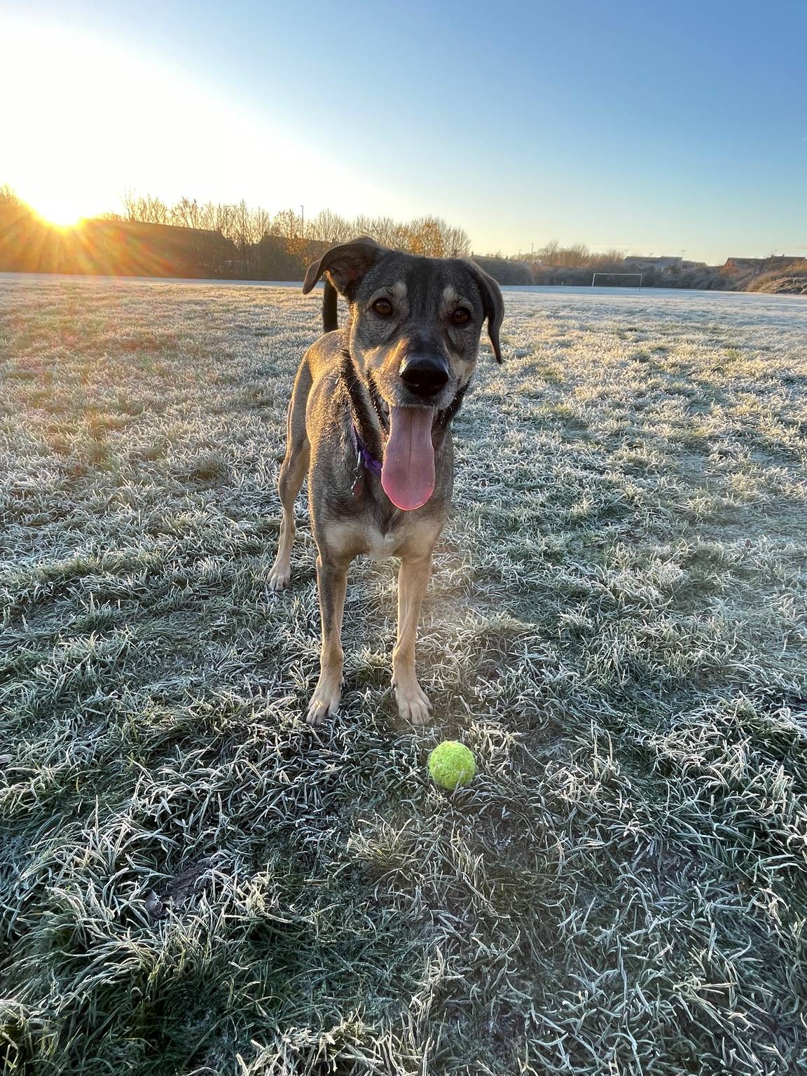 Hollie, a Romanian rescue dog, standing with a ball on a frosty Gloucester field at sunrise