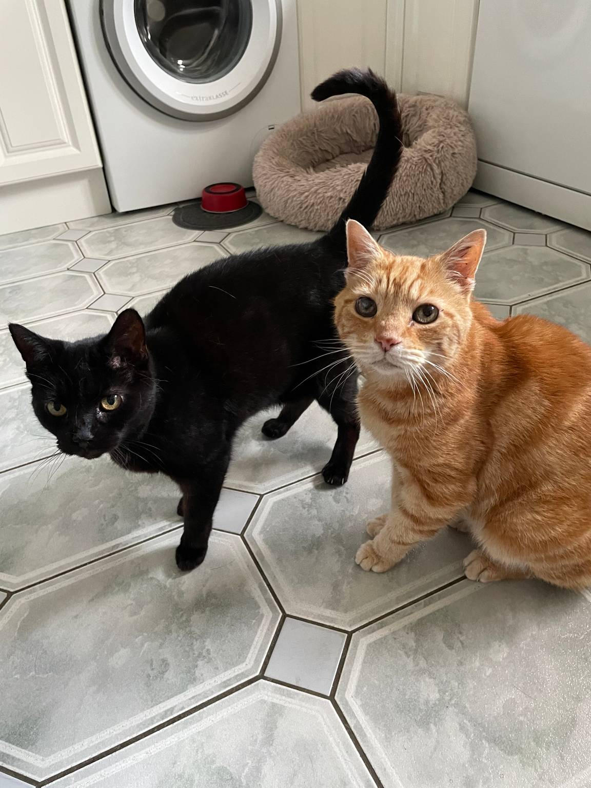 A black cat and a ginger cat waiting to be fed during a drop-in visit
